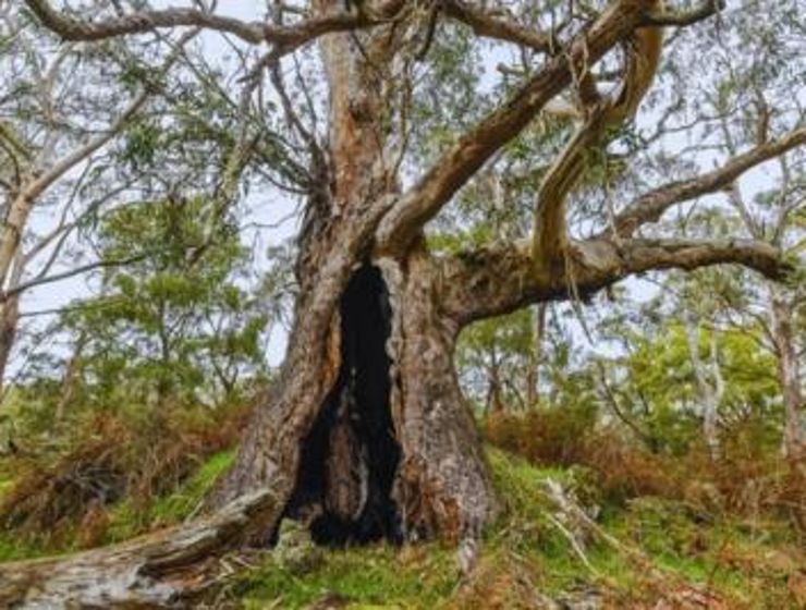 Budj Bim Cultural Tourism Kurtonitj