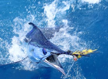 Marlin 2