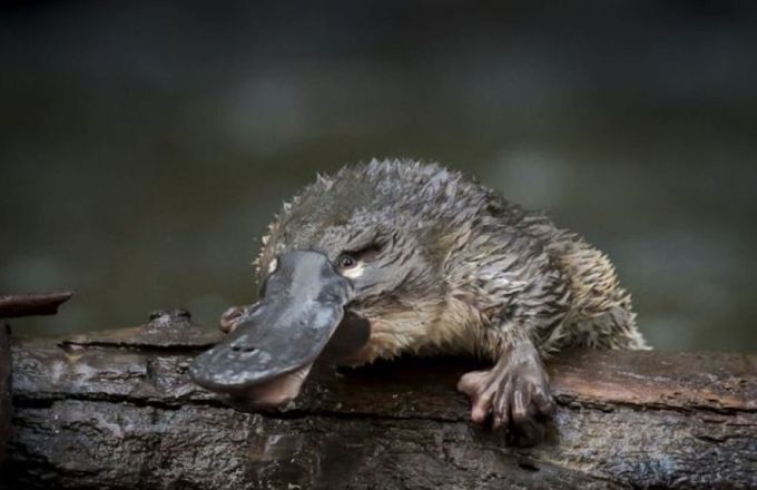 Platypus